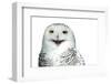 Snowy Owl (Bubo Scandiacus) Smiling And Laughing Isolated On White-l i g h t p o e t-Framed Photographic Print