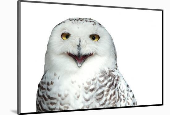 Snowy Owl (Bubo Scandiacus) Smiling And Laughing Isolated On White-l i g h t p o e t-Mounted Photographic Print