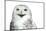 Snowy Owl (Bubo Scandiacus) Smiling And Laughing Isolated On White-l i g h t p o e t-Mounted Photographic Print