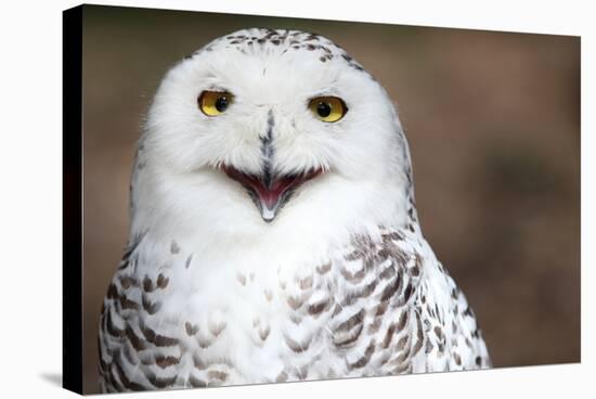 Snowy Owl (Bubo Scandiacus) Smiling And Laughing-l i g h t p o e t-Stretched Canvas