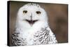 Snowy Owl (Bubo Scandiacus) Smiling And Laughing-l i g h t p o e t-Stretched Canvas