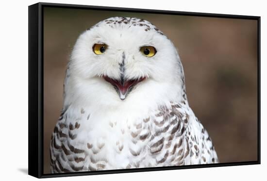 Snowy Owl (Bubo Scandiacus) Smiling And Laughing-l i g h t p o e t-Framed Stretched Canvas