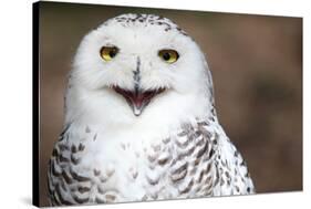 Snowy Owl (Bubo Scandiacus) Smiling And Laughing-l i g h t p o e t-Stretched Canvas