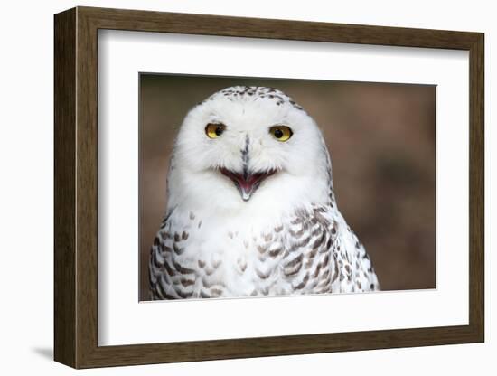 Snowy Owl (Bubo Scandiacus) Smiling And Laughing-l i g h t p o e t-Framed Photographic Print