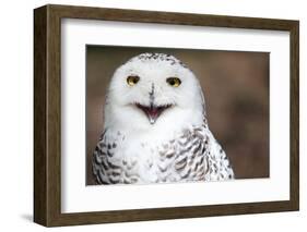 Snowy Owl (Bubo Scandiacus) Smiling And Laughing-l i g h t p o e t-Framed Photographic Print