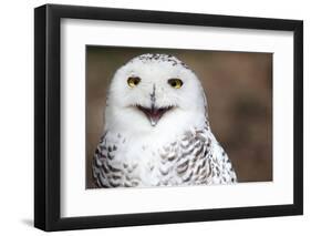 Snowy Owl (Bubo Scandiacus) Smiling And Laughing-l i g h t p o e t-Framed Photographic Print