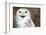 Snowy Owl (Bubo Scandiacus) Smiling And Laughing-l i g h t p o e t-Framed Photographic Print