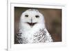 Snowy Owl (Bubo Scandiacus) Smiling And Laughing-l i g h t p o e t-Framed Photographic Print