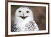 Snowy Owl (Bubo Scandiacus) Smiling And Laughing-l i g h t p o e t-Framed Photographic Print