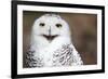 Snowy Owl (Bubo Scandiacus) Smiling And Laughing-l i g h t p o e t-Framed Photographic Print