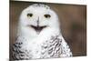 Snowy Owl (Bubo Scandiacus) Smiling And Laughing-l i g h t p o e t-Mounted Photographic Print