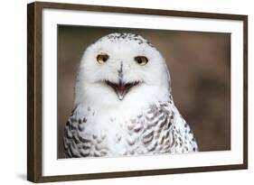 Snowy Owl (Bubo Scandiacus) Smiling And Laughing-l i g h t p o e t-Framed Photographic Print