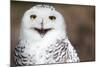 Snowy Owl (Bubo Scandiacus) Smiling And Laughing-l i g h t p o e t-Mounted Photographic Print