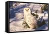 Snowy Owl (Bubo Scandiacus) Standing in Snow by Spruce Tree, Anchorage, Alaska, USA-Lynn M^ Stone-Framed Stretched Canvas