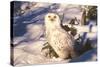 Snowy Owl (Bubo Scandiacus) Standing in Snow by Spruce Tree, Anchorage, Alaska, USA-Lynn M^ Stone-Stretched Canvas