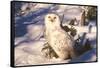 Snowy Owl (Bubo Scandiacus) Standing in Snow by Spruce Tree, Anchorage, Alaska, USA-Lynn M^ Stone-Framed Stretched Canvas