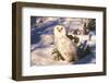 Snowy Owl (Bubo Scandiacus) Standing in Snow by Spruce Tree, Anchorage, Alaska, USA-Lynn M^ Stone-Framed Photographic Print