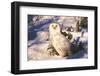 Snowy Owl (Bubo Scandiacus) Standing in Snow by Spruce Tree, Anchorage, Alaska, USA-Lynn M^ Stone-Framed Photographic Print
