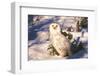 Snowy Owl (Bubo Scandiacus) Standing in Snow by Spruce Tree, Anchorage, Alaska, USA-Lynn M^ Stone-Framed Photographic Print