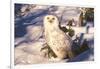 Snowy Owl (Bubo Scandiacus) Standing in Snow by Spruce Tree, Anchorage, Alaska, USA-Lynn M^ Stone-Framed Photographic Print