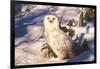 Snowy Owl (Bubo Scandiacus) Standing in Snow by Spruce Tree, Anchorage, Alaska, USA-Lynn M^ Stone-Framed Photographic Print