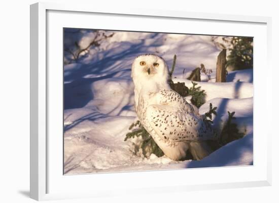 Snowy Owl (Bubo Scandiacus) Standing in Snow by Spruce Tree, Anchorage, Alaska, USA-Lynn M^ Stone-Framed Photographic Print