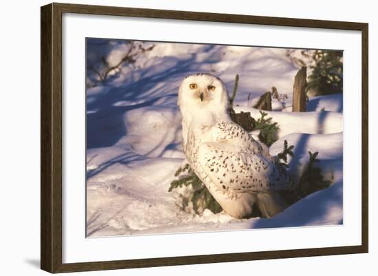 Snowy Owl (Bubo Scandiacus) Standing in Snow by Spruce Tree, Anchorage, Alaska, USA-Lynn M^ Stone-Framed Photographic Print