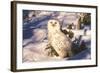 Snowy Owl (Bubo Scandiacus) Standing in Snow by Spruce Tree, Anchorage, Alaska, USA-Lynn M^ Stone-Framed Photographic Print