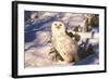 Snowy Owl (Bubo Scandiacus) Standing in Snow by Spruce Tree, Anchorage, Alaska, USA-Lynn M^ Stone-Framed Photographic Print