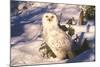 Snowy Owl (Bubo Scandiacus) Standing in Snow by Spruce Tree, Anchorage, Alaska, USA-Lynn M^ Stone-Mounted Photographic Print