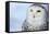 Snowy Owl (Bubo Scandiacus)-l i g h t p o e t-Framed Stretched Canvas