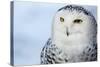 Snowy Owl (Bubo Scandiacus)-l i g h t p o e t-Stretched Canvas