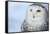 Snowy Owl (Bubo Scandiacus)-l i g h t p o e t-Framed Stretched Canvas