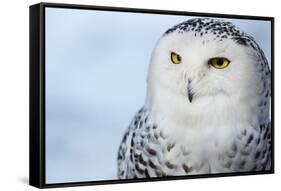 Snowy Owl (Bubo Scandiacus)-l i g h t p o e t-Framed Stretched Canvas