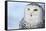 Snowy Owl (Bubo Scandiacus)-l i g h t p o e t-Framed Stretched Canvas