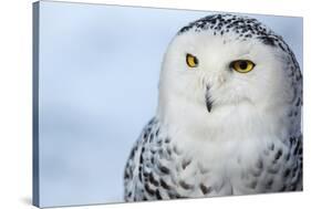 Snowy Owl (Bubo Scandiacus)-l i g h t p o e t-Stretched Canvas