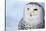 Snowy Owl (Bubo Scandiacus)-l i g h t p o e t-Stretched Canvas