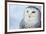 Snowy Owl (Bubo Scandiacus)-l i g h t p o e t-Framed Photographic Print