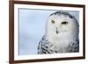 Snowy Owl (Bubo Scandiacus)-l i g h t p o e t-Framed Photographic Print