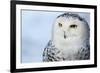 Snowy Owl (Bubo Scandiacus)-l i g h t p o e t-Framed Photographic Print