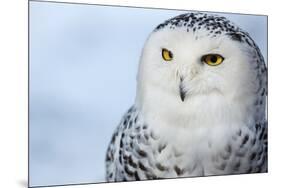 Snowy Owl (Bubo Scandiacus)-l i g h t p o e t-Mounted Photographic Print