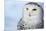 Snowy Owl (Bubo Scandiacus)-l i g h t p o e t-Mounted Photographic Print