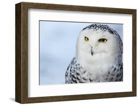 Snowy Owl (Bubo Scandiacus)-l i g h t p o e t-Framed Photographic Print