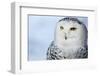 Snowy Owl (Bubo Scandiacus)-l i g h t p o e t-Framed Photographic Print