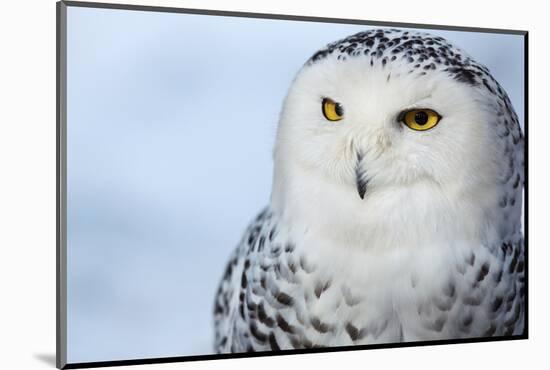 Snowy Owl (Bubo Scandiacus)-l i g h t p o e t-Mounted Photographic Print