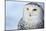Snowy Owl (Bubo Scandiacus)-l i g h t p o e t-Mounted Photographic Print