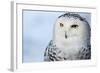 Snowy Owl (Bubo Scandiacus)-l i g h t p o e t-Framed Photographic Print