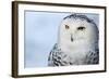 Snowy Owl (Bubo Scandiacus)-l i g h t p o e t-Framed Photographic Print