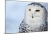 Snowy Owl (Bubo Scandiacus)-l i g h t p o e t-Mounted Photographic Print