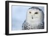 Snowy Owl (Bubo Scandiacus)-l i g h t p o e t-Framed Photographic Print